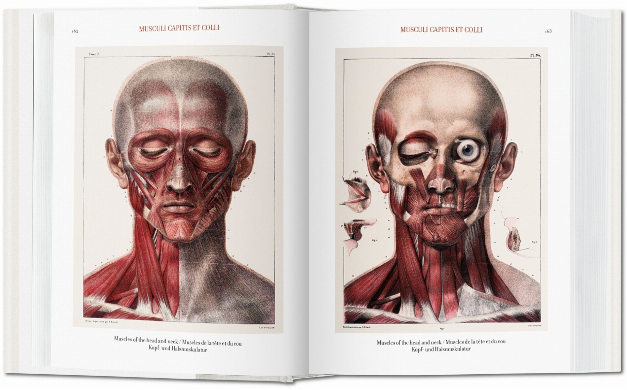 Bourgery. Atlas of Human Anatomy and Surgery - Imagen 3 de 7