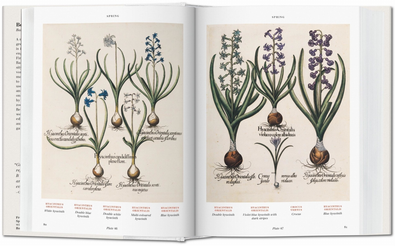 Basilius Besler. Florilegium. The Book of Plants - Immagine 3 di 8