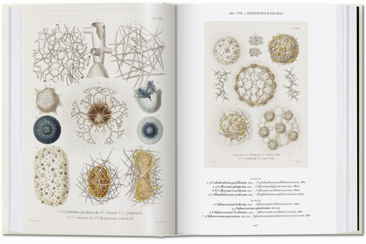 The Art and Science of Ernst Haeckel. 45th Ed. - Immagine 2 di 8