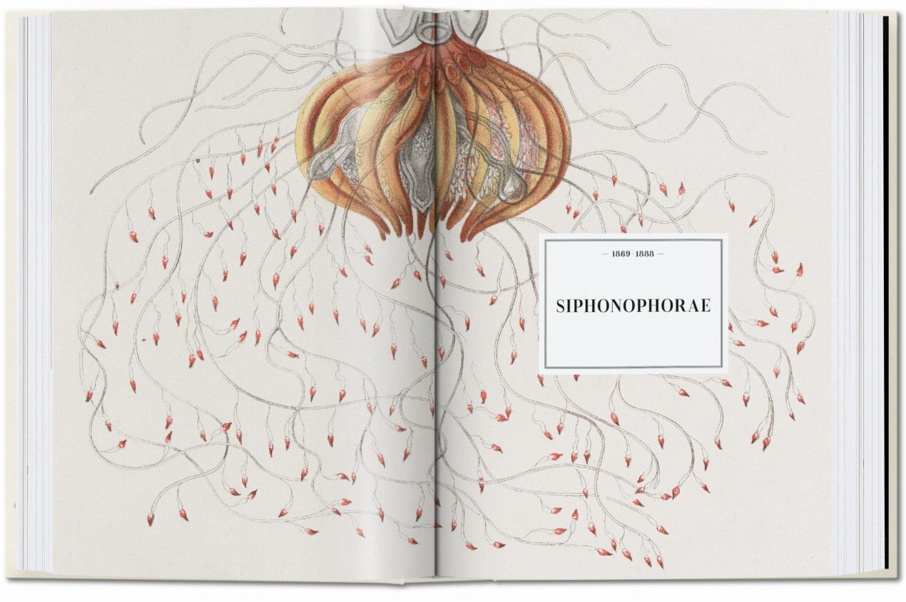 The Art and Science of Ernst Haeckel. 45th Ed. - Immagine 3 di 8
