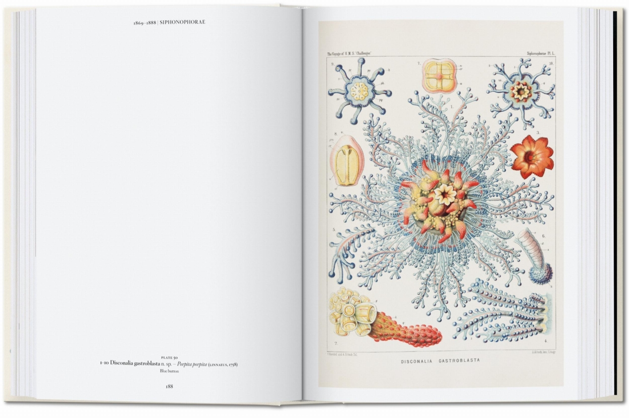 The Art and Science of Ernst Haeckel. 45th Ed. - Immagine 5 di 8