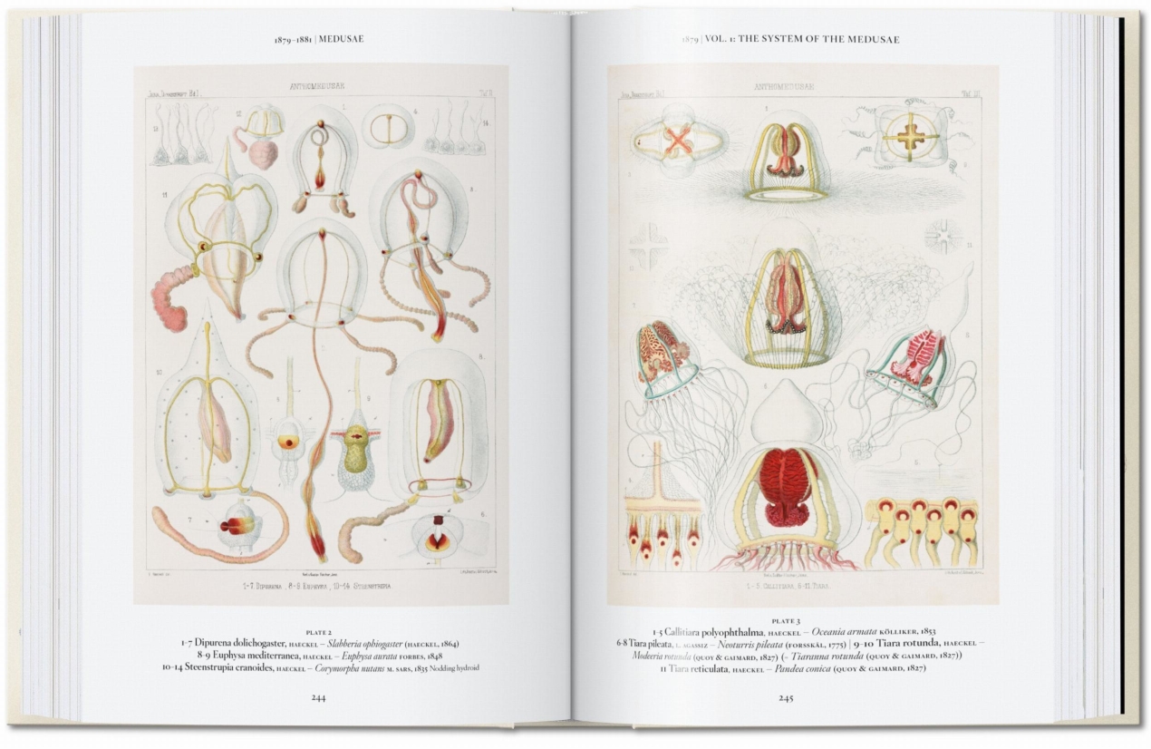 The Art and Science of Ernst Haeckel. 45th Ed. - Immagine 6 di 8