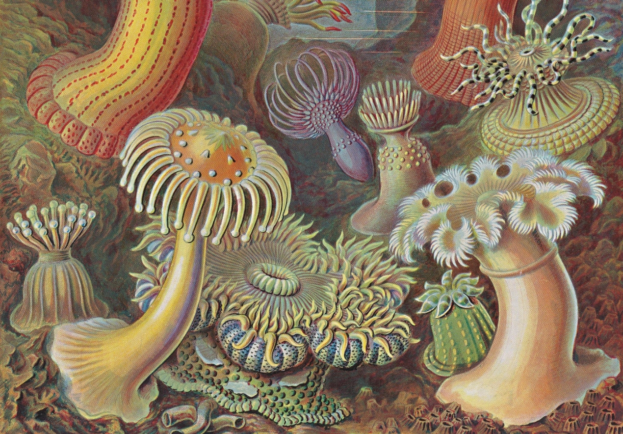 The Art and Science of Ernst Haeckel. 45th Ed. - Immagine 8 di 8