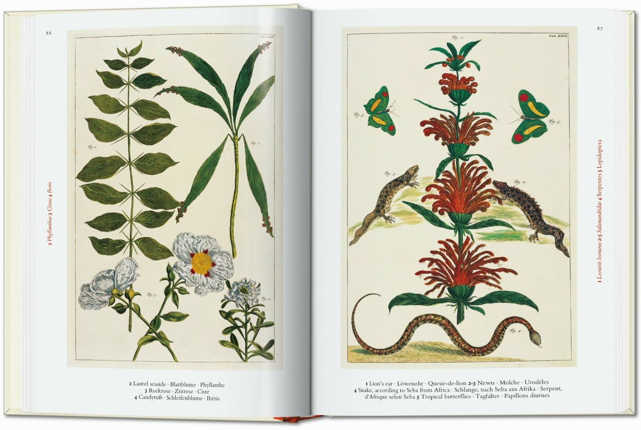 Seba. Cabinet of Natural Curiosities. 45th Ed. - Image 3 of 7