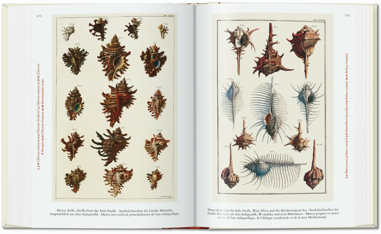 Seba. Cabinet of Natural Curiosities. 45th Ed. - Image 6 of 7