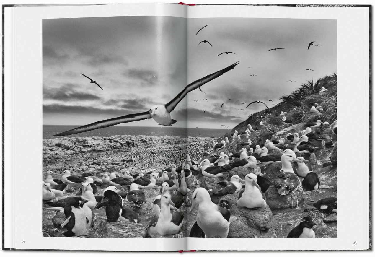 Sebastião Salgado. Genesis - Image 4 of 7