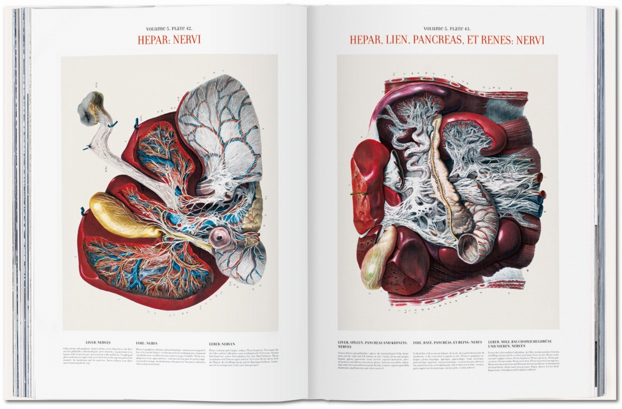 Bourgery. Atlas of Human Anatomy and Surgery - Bild 7 von 8