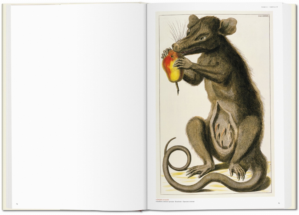 Seba. Le Cabinet des curiosités naturelles - Image 2 de 8