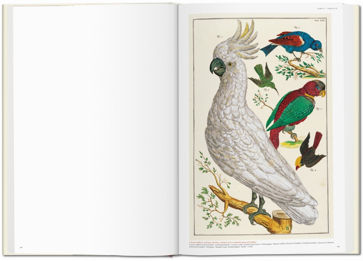 Seba. Le Cabinet des curiosités naturelles - Image 3 de 8