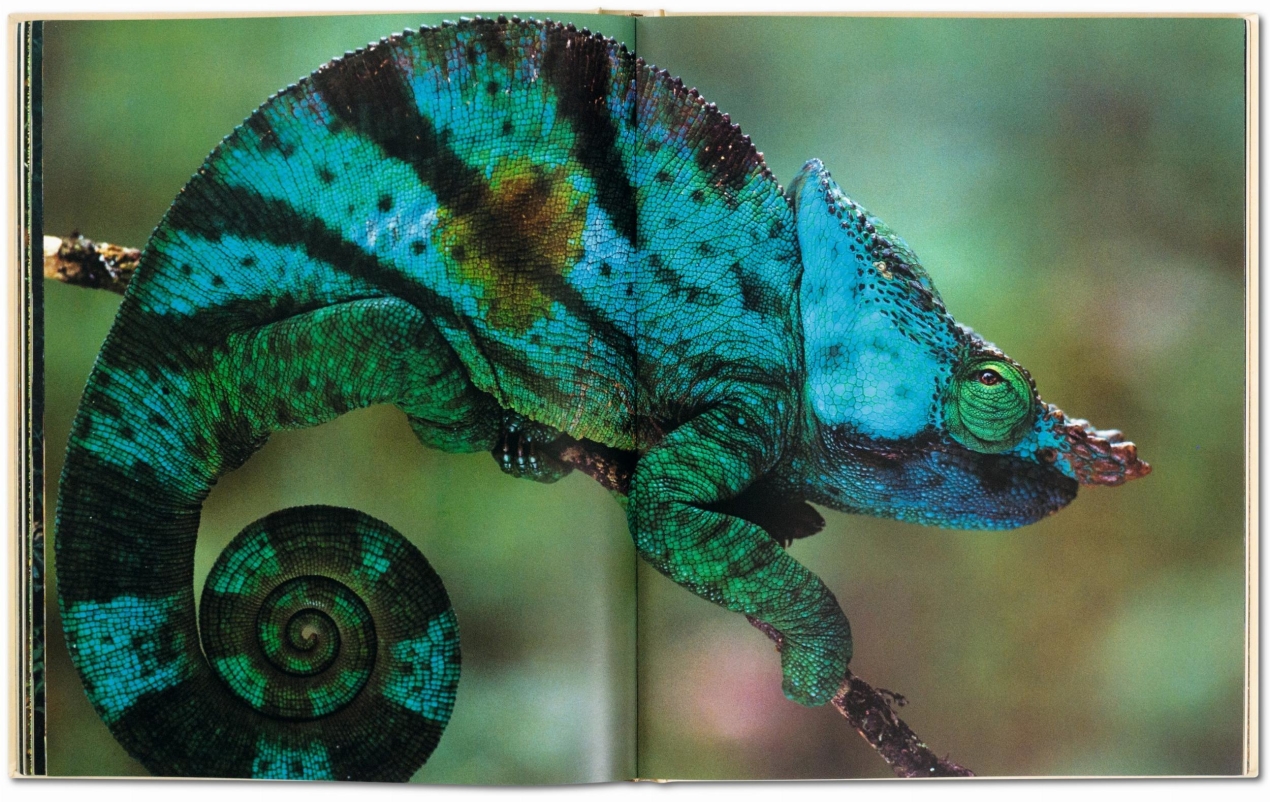 Frans Lanting. Face à face - Image 5 de 9