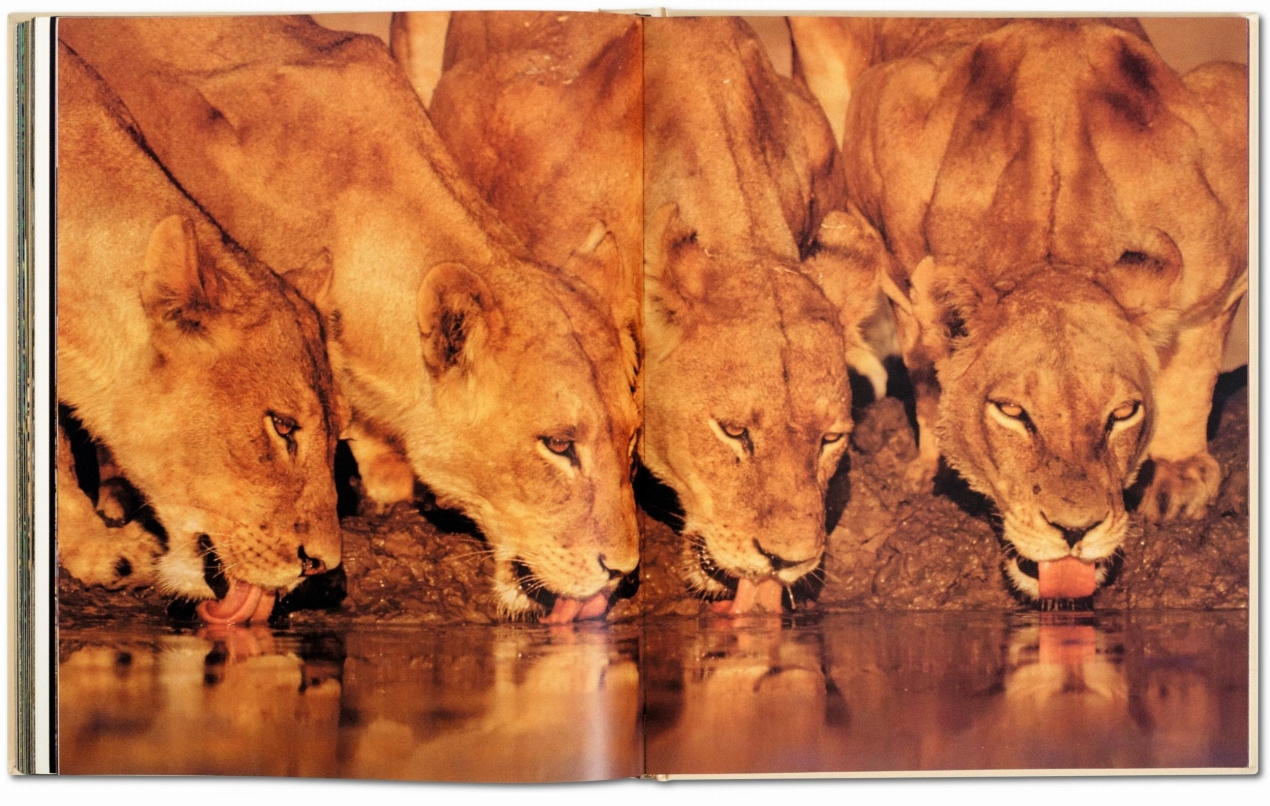 Frans Lanting. Face à face - Image 9 de 9