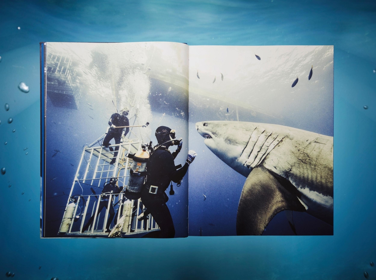 Michael Muller. Sharks - Immagine 4 di 15