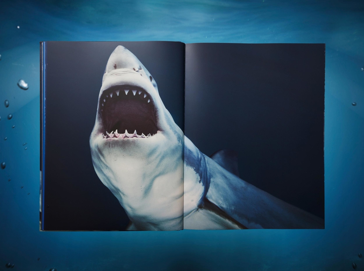 Michael Muller. Sharks - Immagine 6 di 15