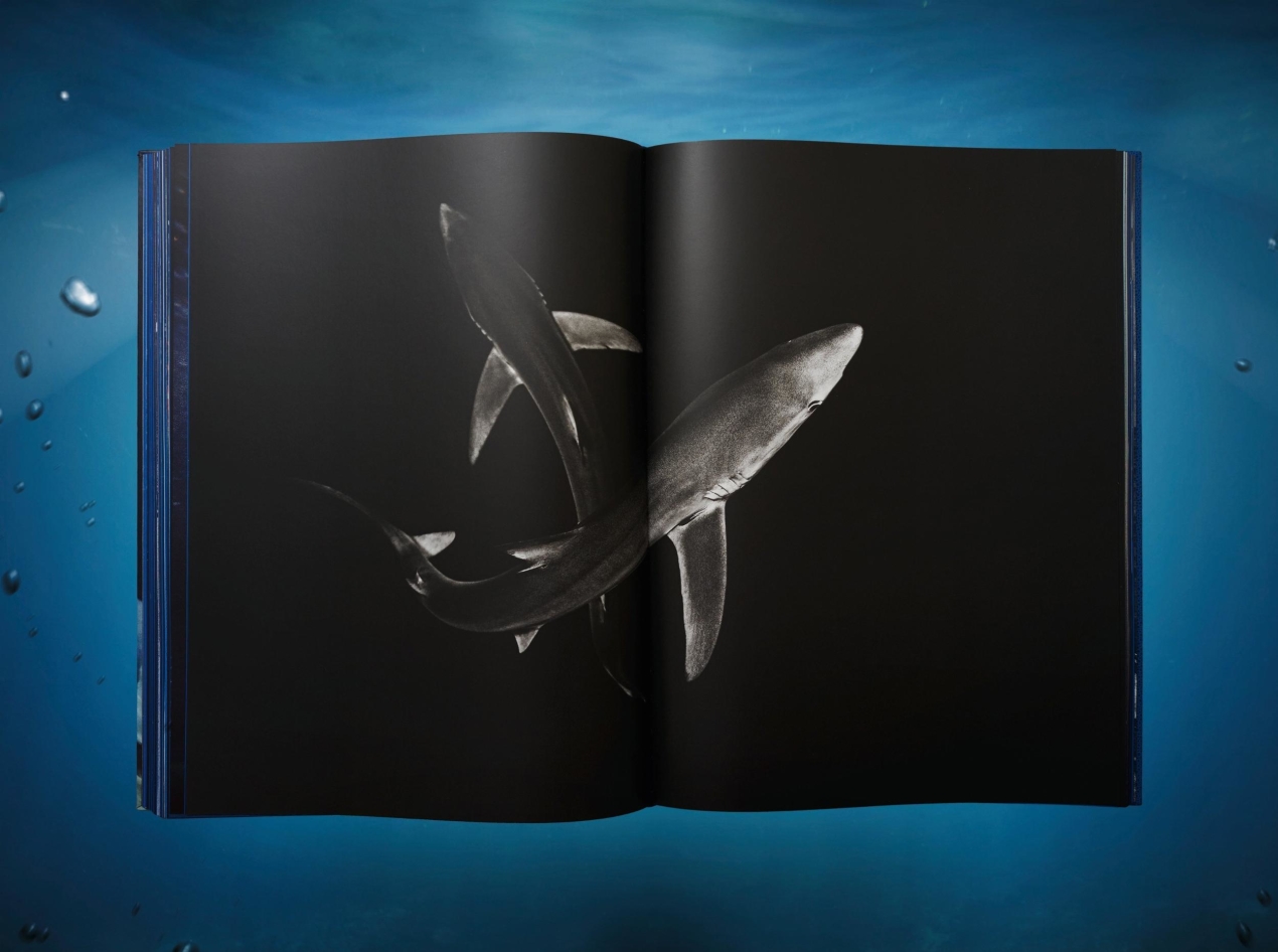 Michael Muller. Sharks - Immagine 13 di 15
