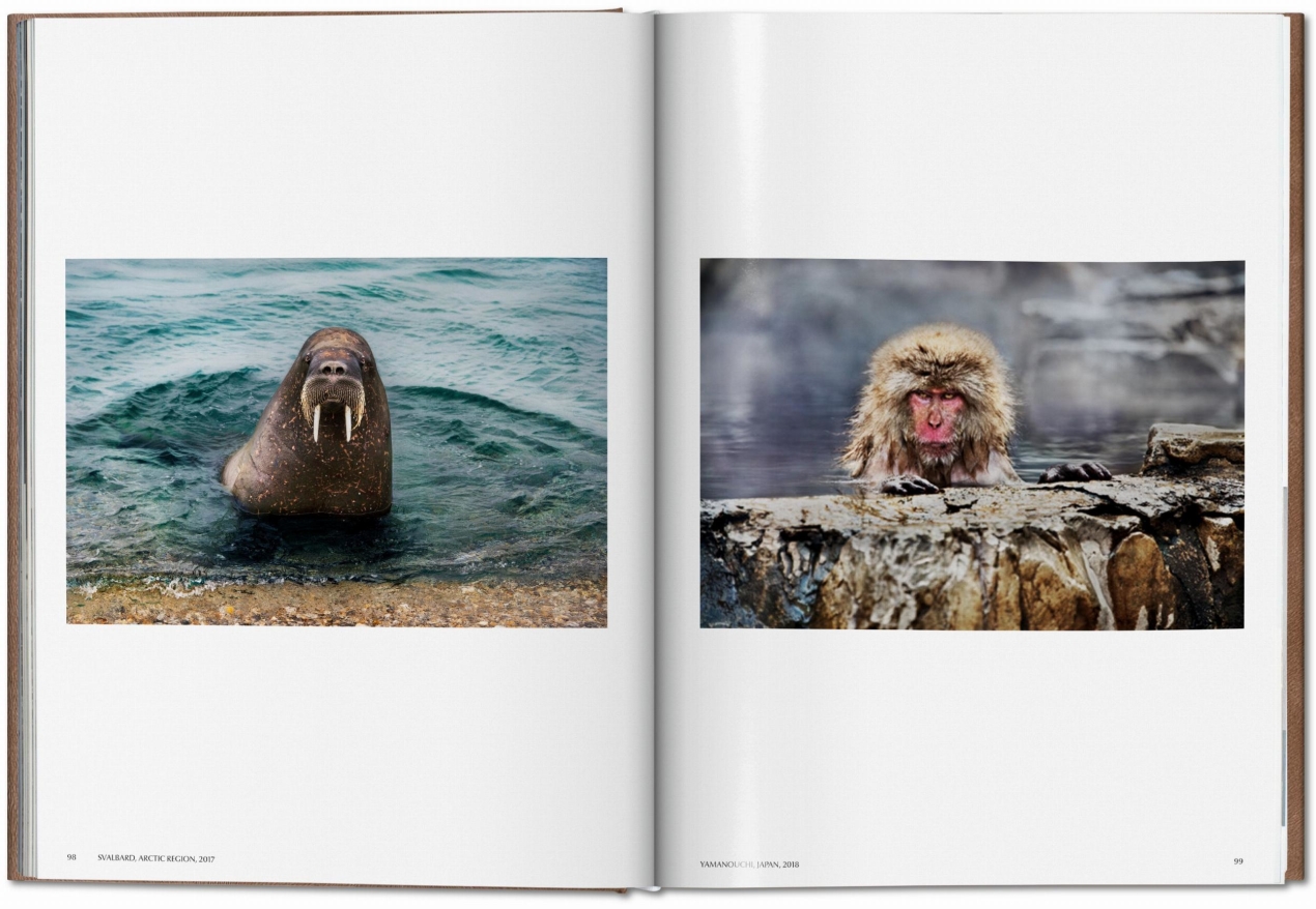 Steve McCurry. Animals. Art Edition No. 1–100 ‘Chiang Mai, Thailand, 2010’ - Imagen 7 de 10