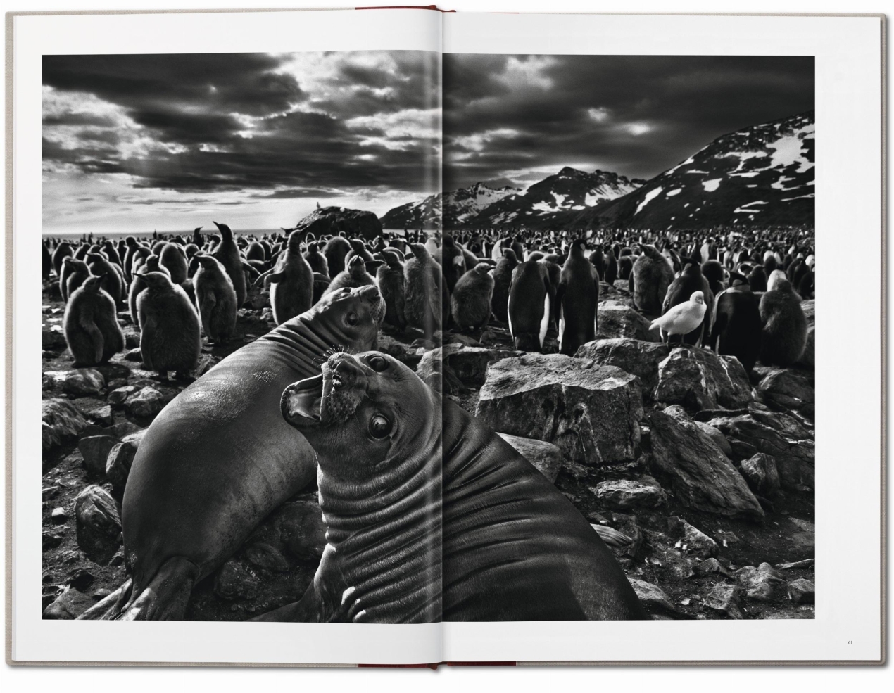 Sebastião Salgado. Genesis - Bild 7 von 13