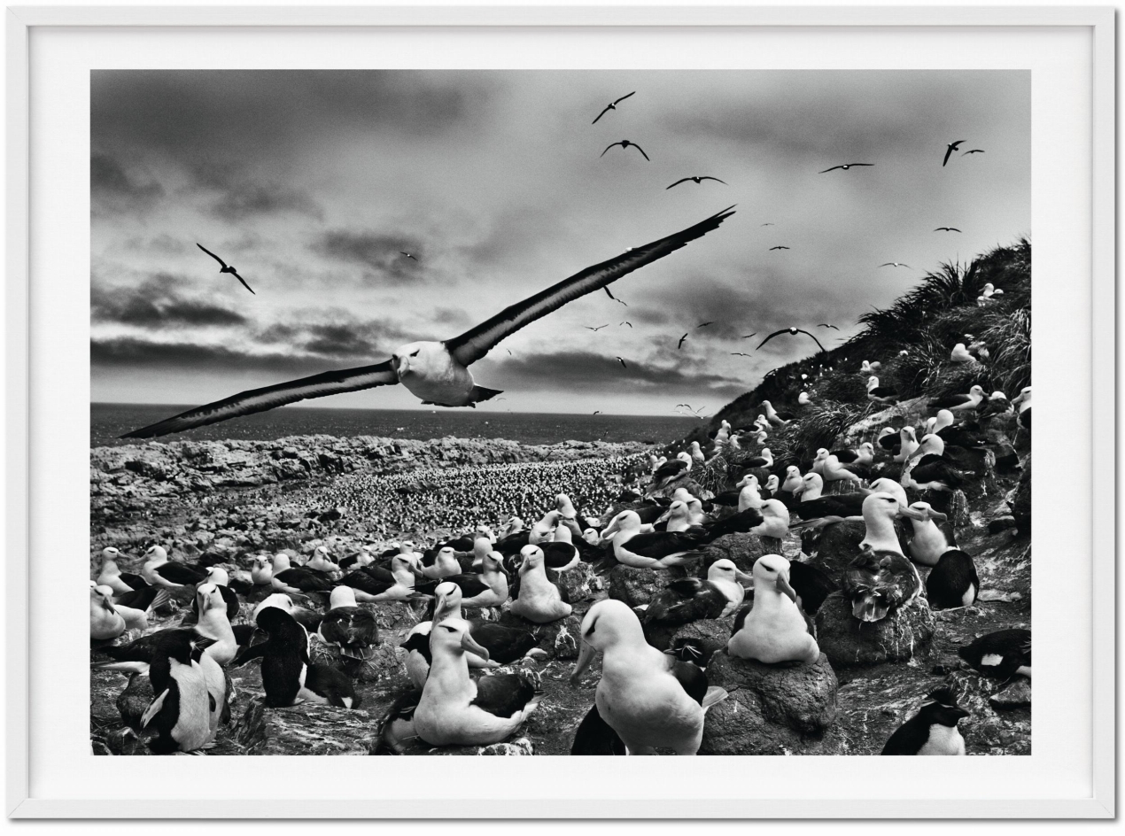 Sebastião Salgado. GENESIS, Art Edition No. 201–300 ‘Black-Browed Albatrosses, Falkland Islands’ - Imagen 2 de 12