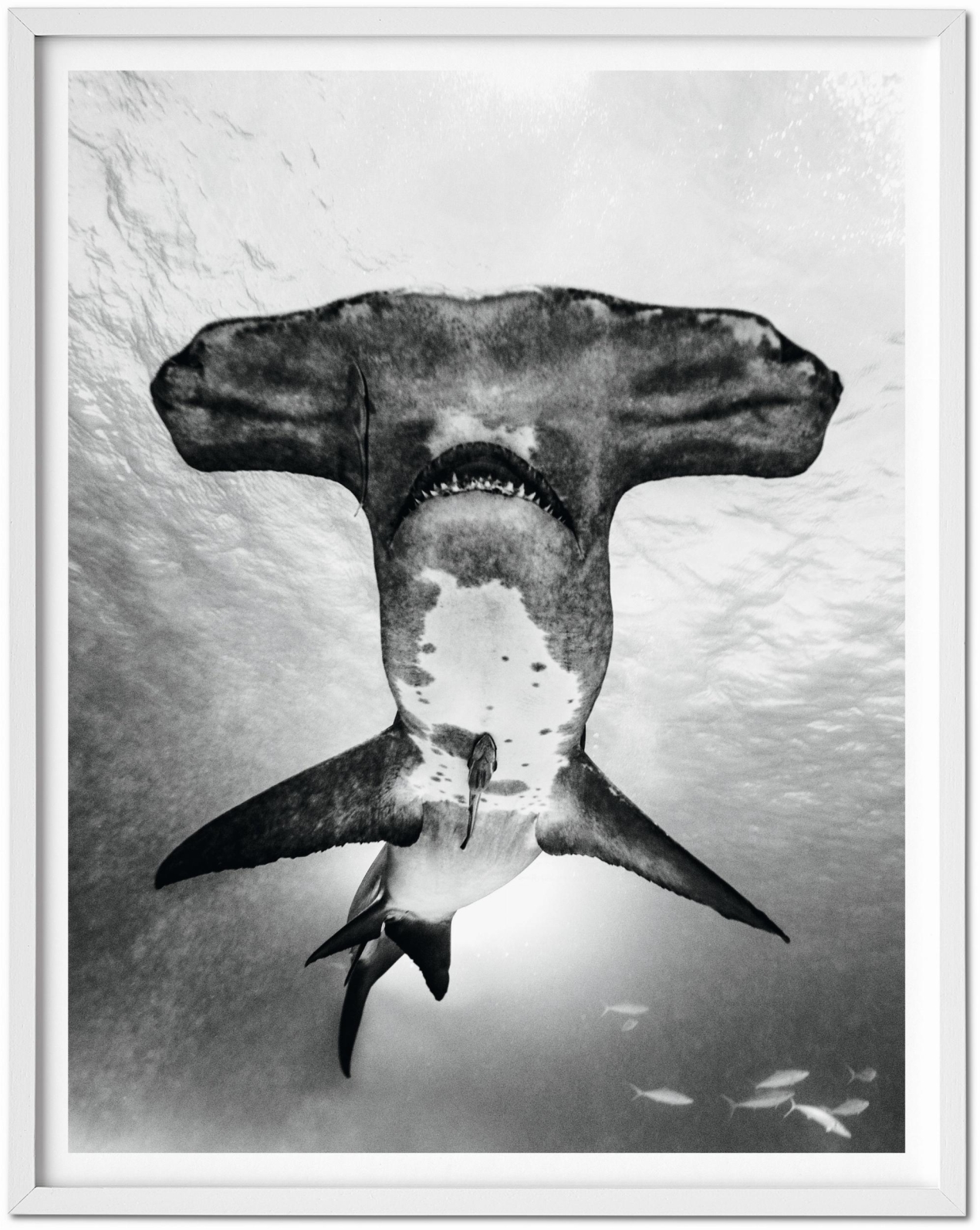 Michael Muller. Sharks, Art Edition No. 101–200 ‘Under Study’ - Immagine 3 di 17