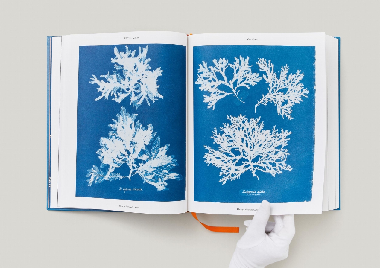 Anna Atkins. Cyanotypes - Immagine 14 di 18