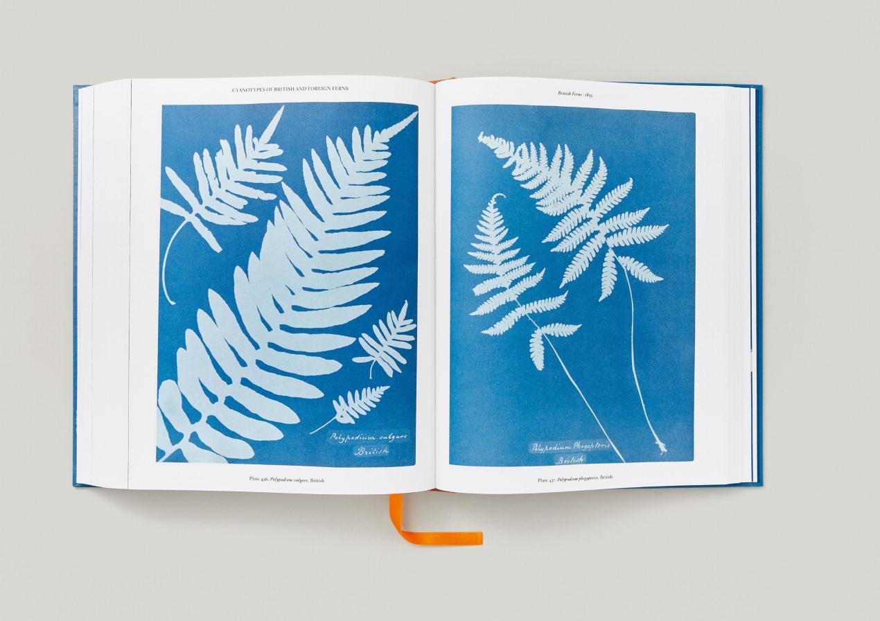 Anna Atkins. Cyanotypes - Immagine 17 di 18