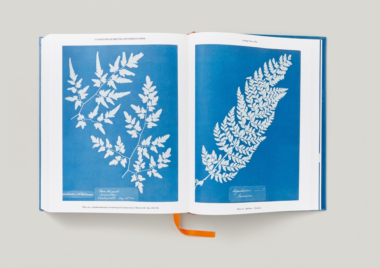Anna Atkins. Cyanotypes - Immagine 18 di 18