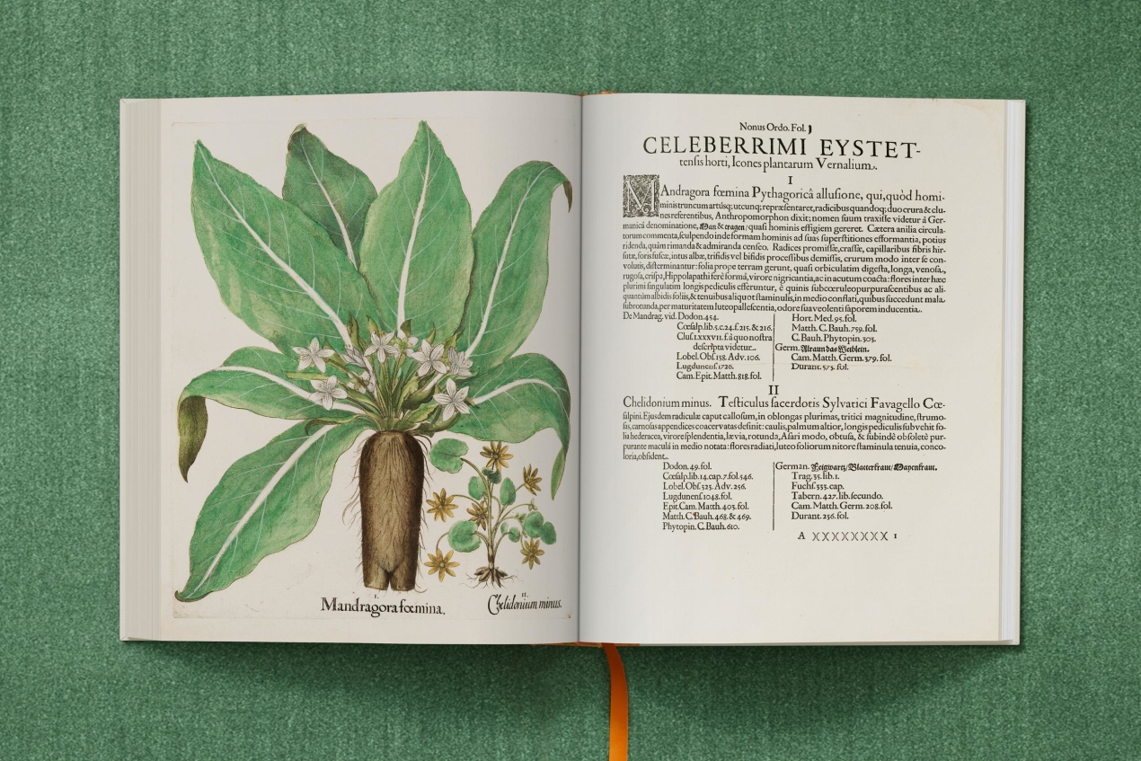 Besler. The Garden at Eichstätt - Image 10 of 22