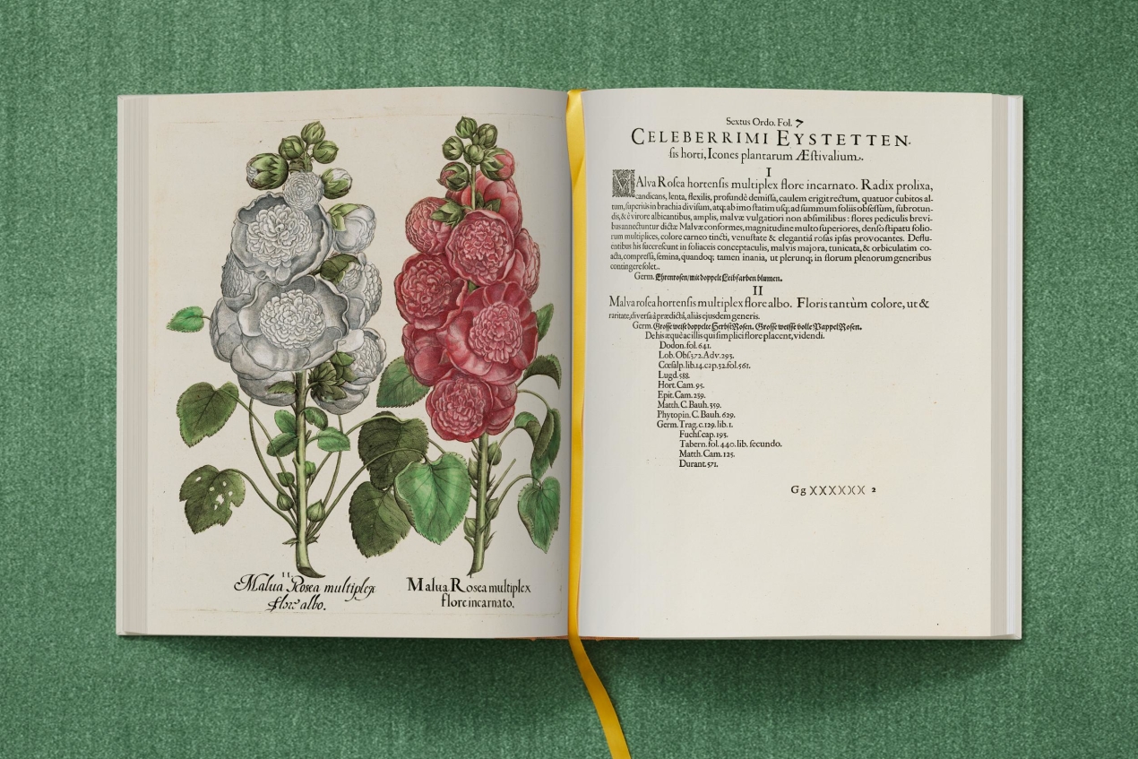 Besler. The Garden at Eichstätt - Image 13 of 22