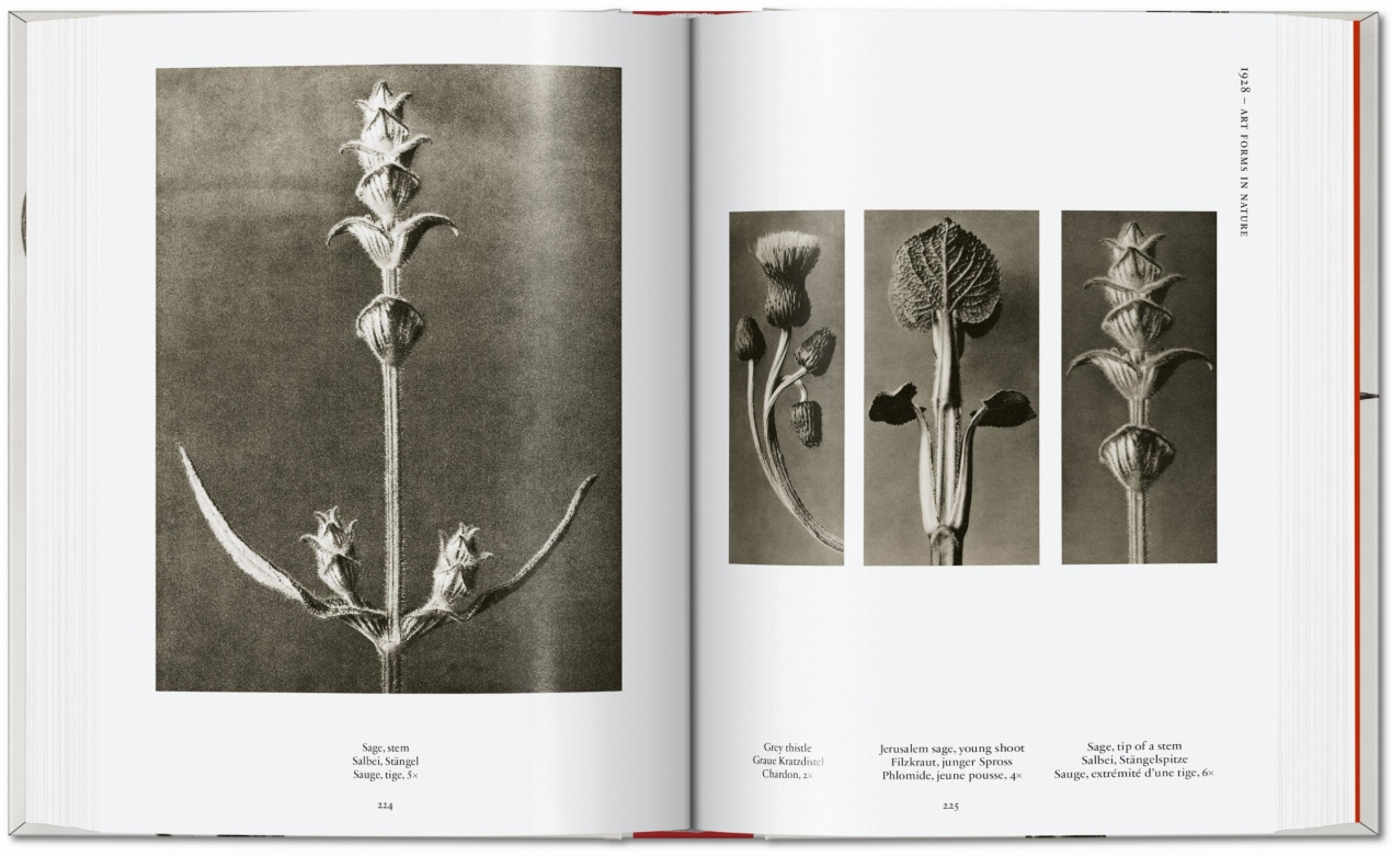 Karl Blossfeldt. The Complete Published Work. 45th Ed. - Image 7 de 9