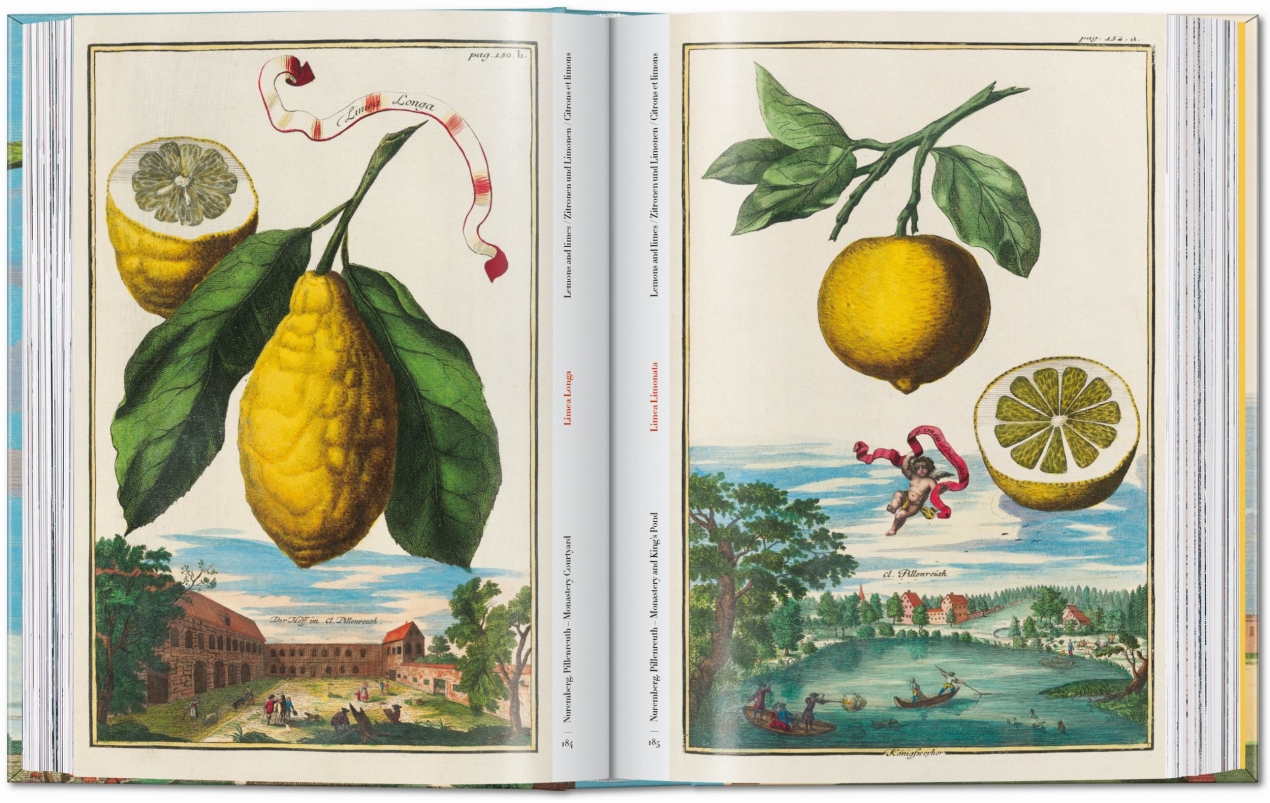 J. C. Volkamer. The Book of Citrus Fruits. 45th Ed. - Image 7 of 23