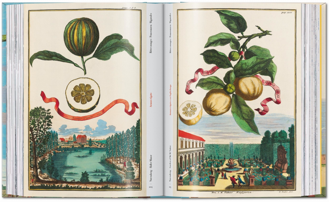 J. C. Volkamer. The Book of Citrus Fruits. 45th Ed. - Image 8 of 23