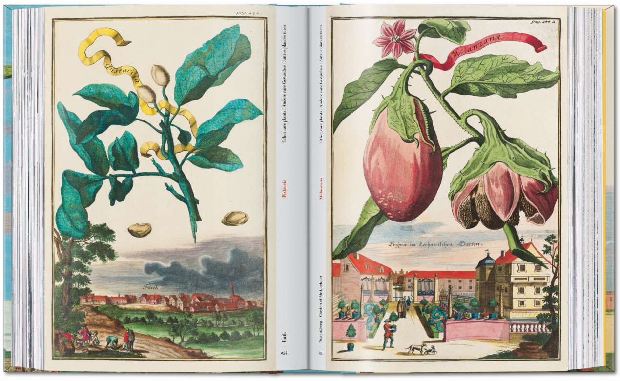 J. C. Volkamer. The Book of Citrus Fruits. 45th Ed. - Image 11 of 23