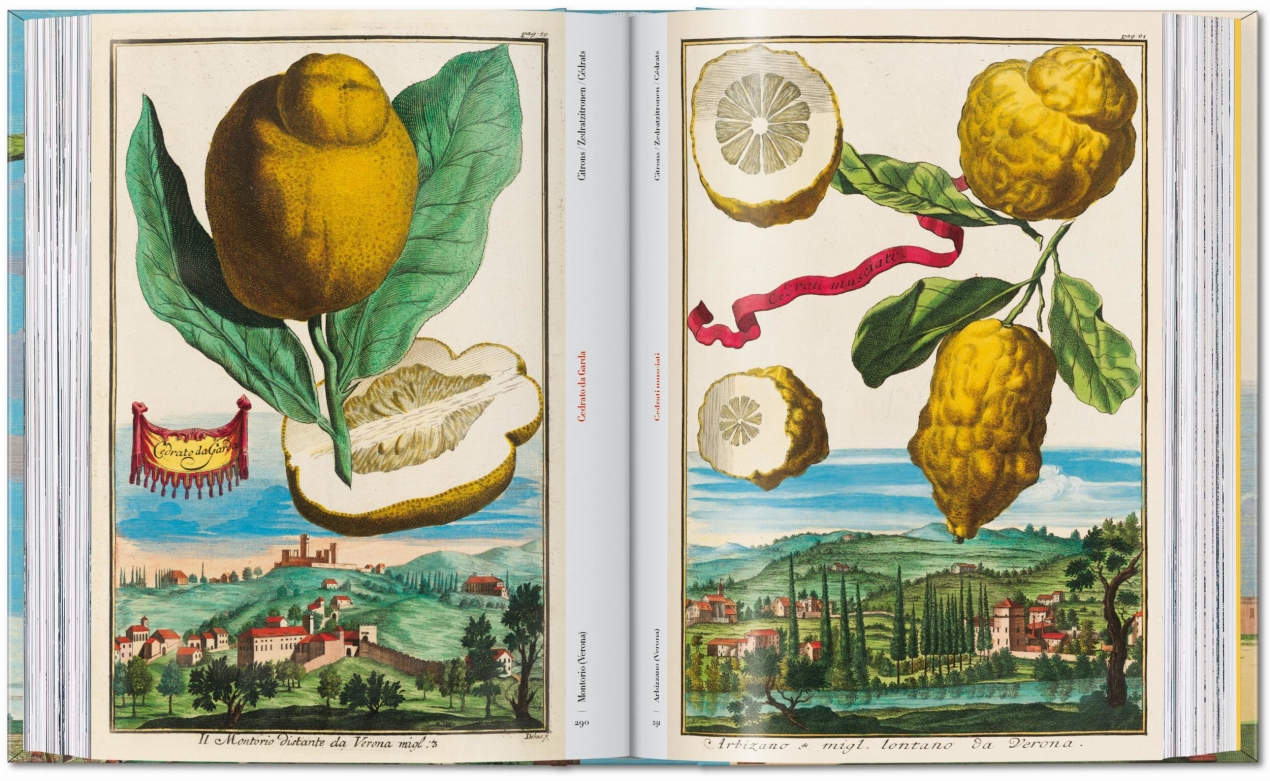 J. C. Volkamer. The Book of Citrus Fruits. 45th Ed. - Image 14 of 23