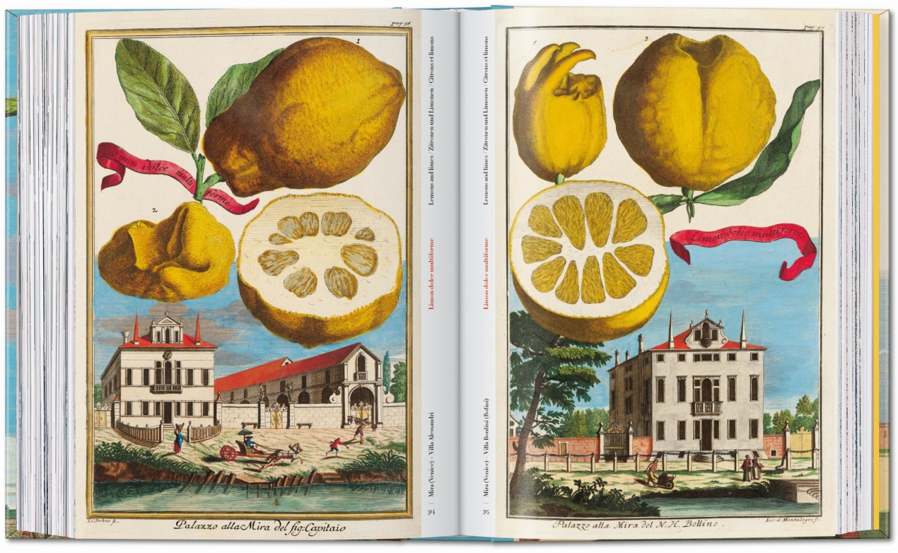 J. C. Volkamer. The Book of Citrus Fruits. 45th Ed. - Image 16 of 23