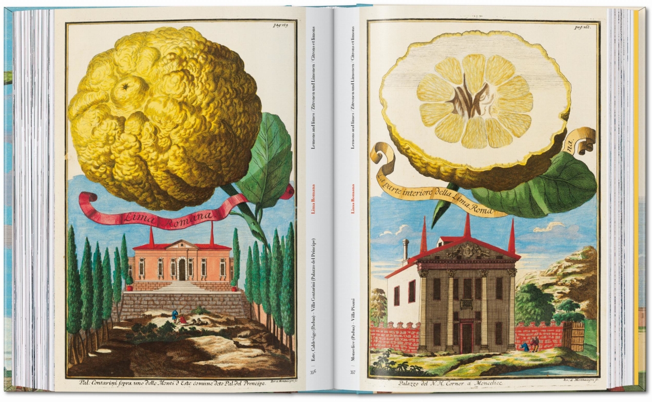 J. C. Volkamer. The Book of Citrus Fruits. 45th Ed. - Image 18 of 23