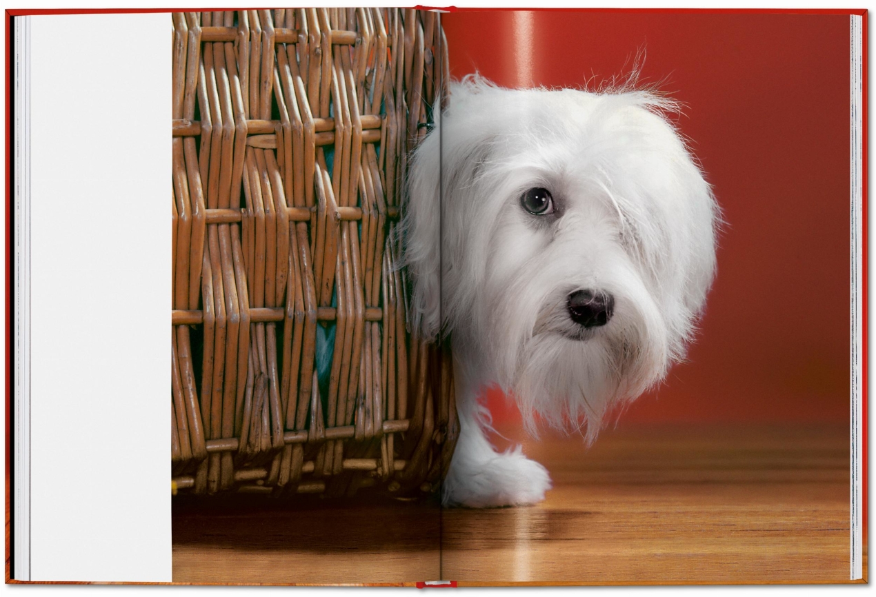 Walter Chandoha. Dogs. Photographs 1941–1991 - Bild 18 von 26