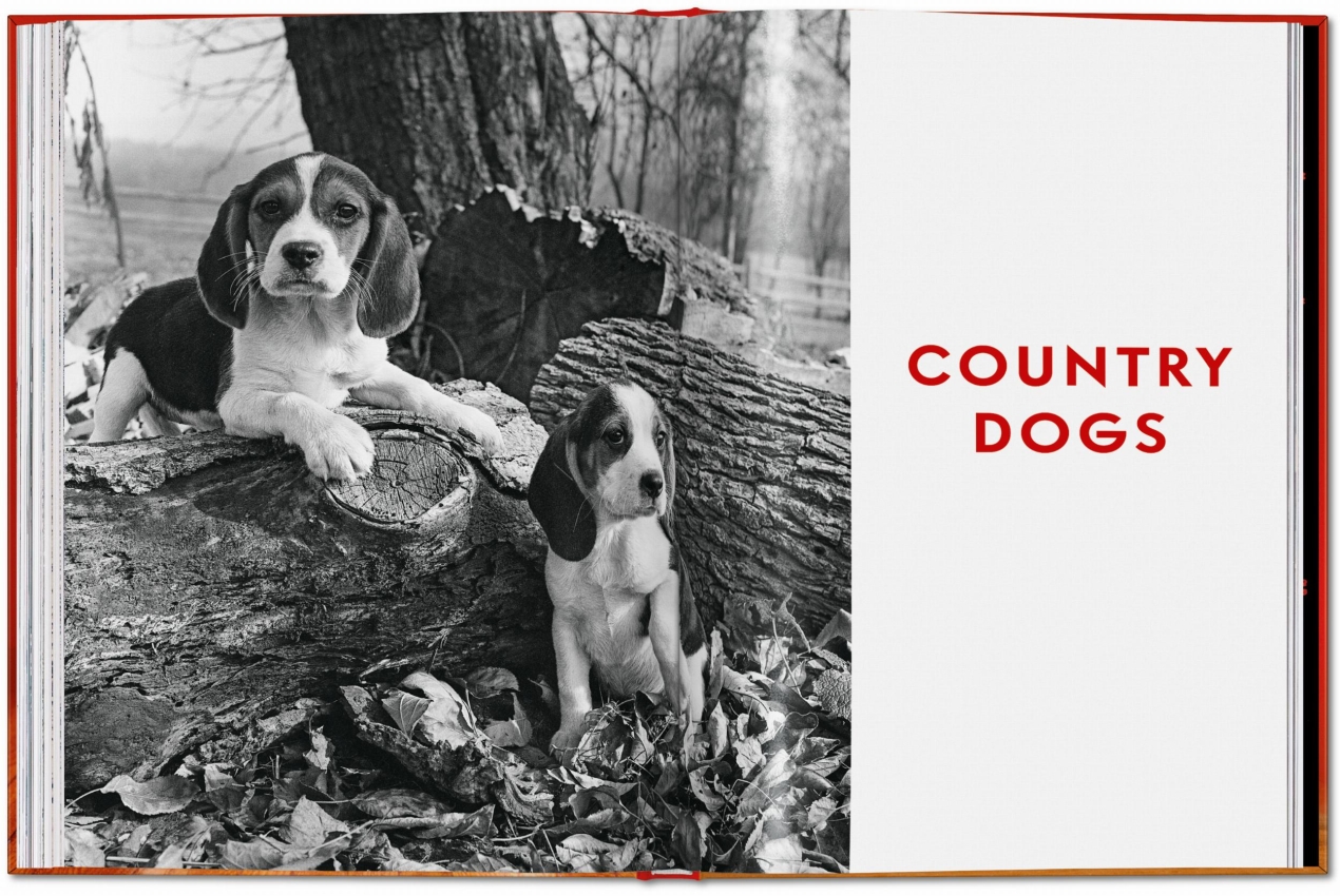 Walter Chandoha. Dogs. Photographs 1941–1991 - Bild 23 von 26