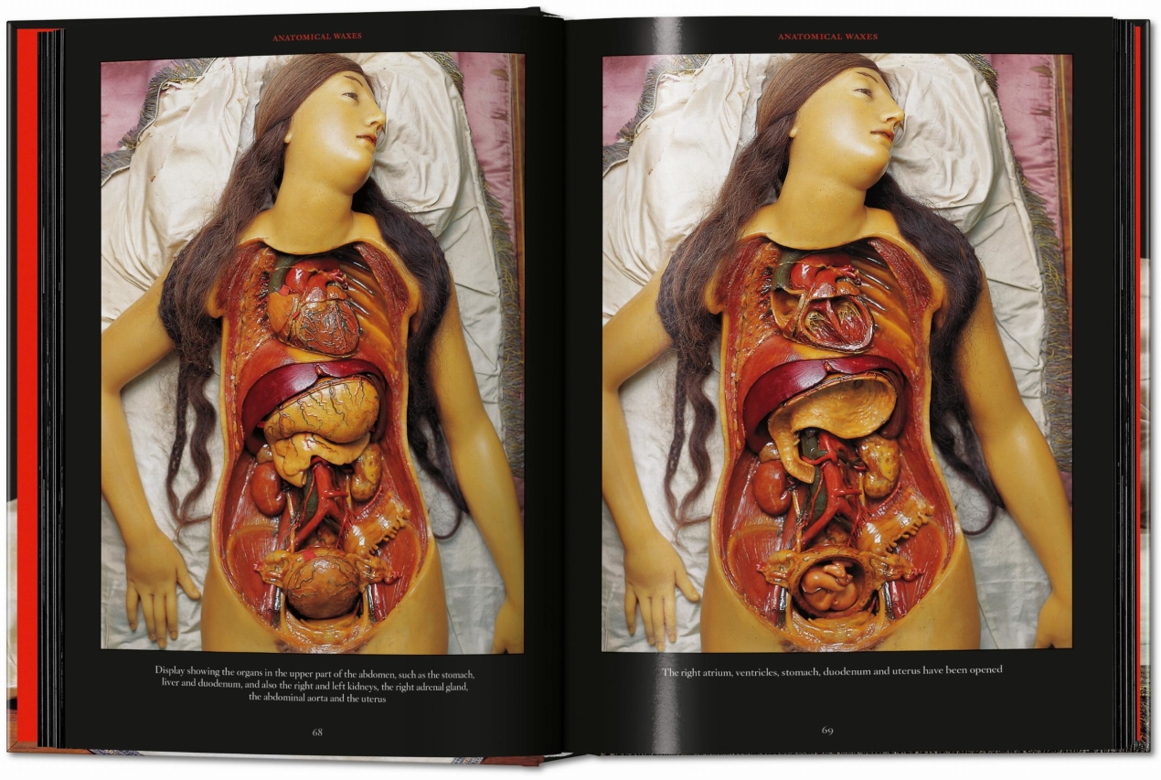 Anatomical Waxes. 45th Ed. - Bild 6 von 26