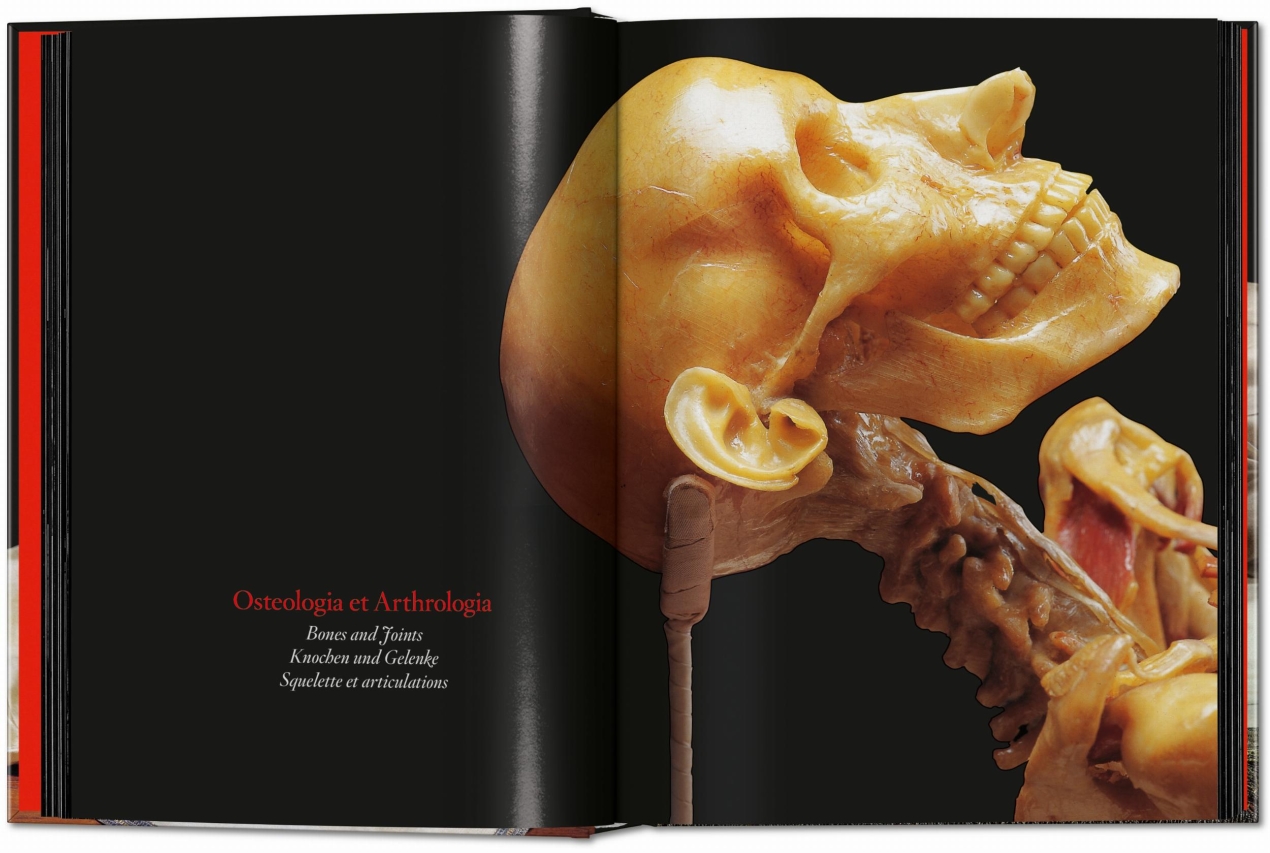 Anatomical Waxes. 45th Ed. - Bild 7 von 26
