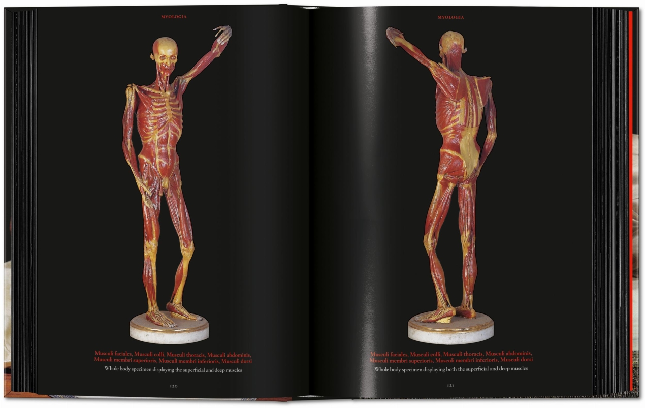 Anatomical Waxes. 45th Ed. - Bild 11 von 26