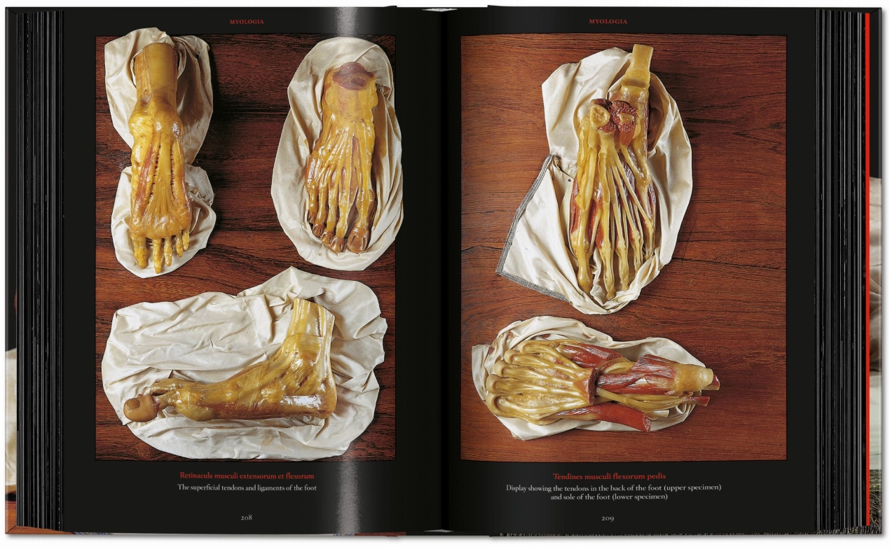 Anatomical Waxes. 45th Ed. - Bild 14 von 26