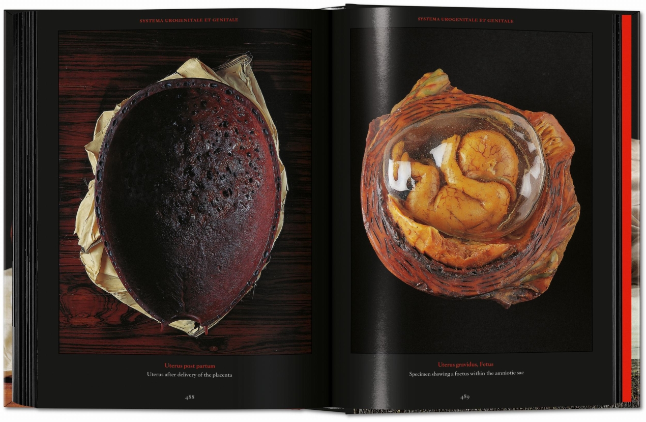 Anatomical Waxes. 45th Ed. - Bild 26 von 26