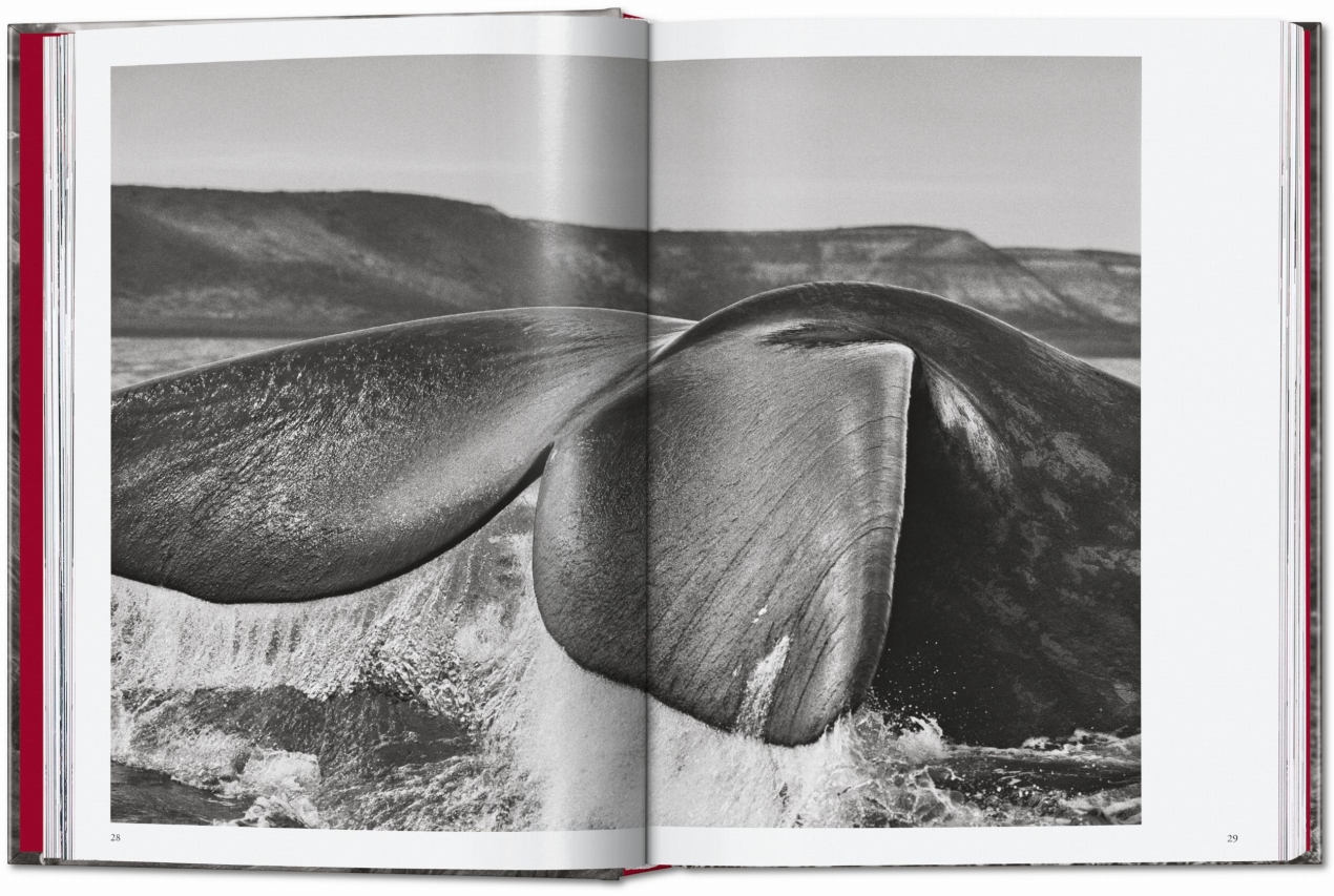 Sebastião Salgado. Genesi. 45th Ed. - Immagine 4 di 18