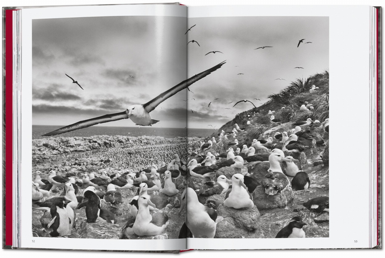 Sebastião Salgado. Genesi. 45th Ed. - Immagine 6 di 18