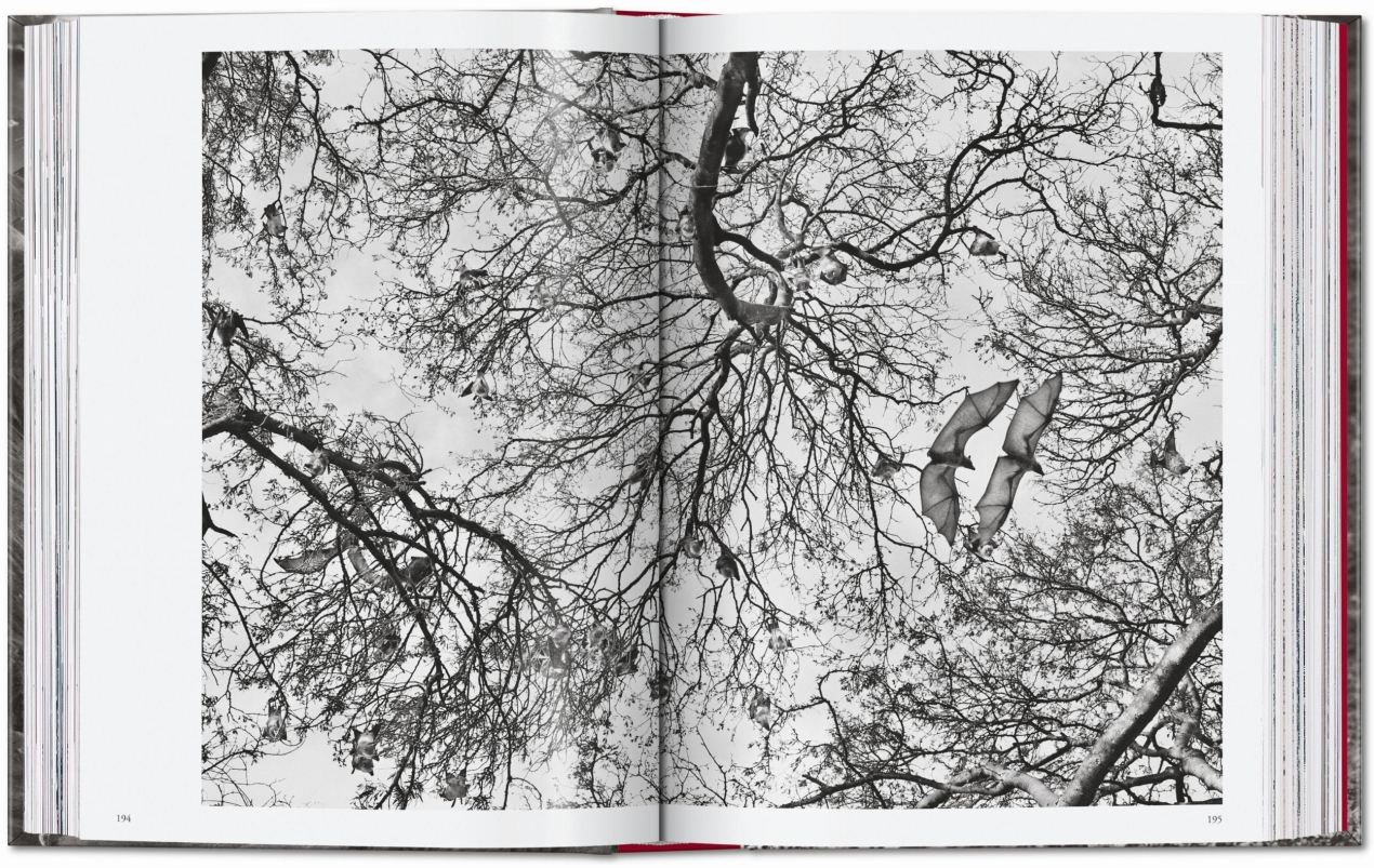 Sebastião Salgado. Genesi. 45th Ed. - Immagine 10 di 18