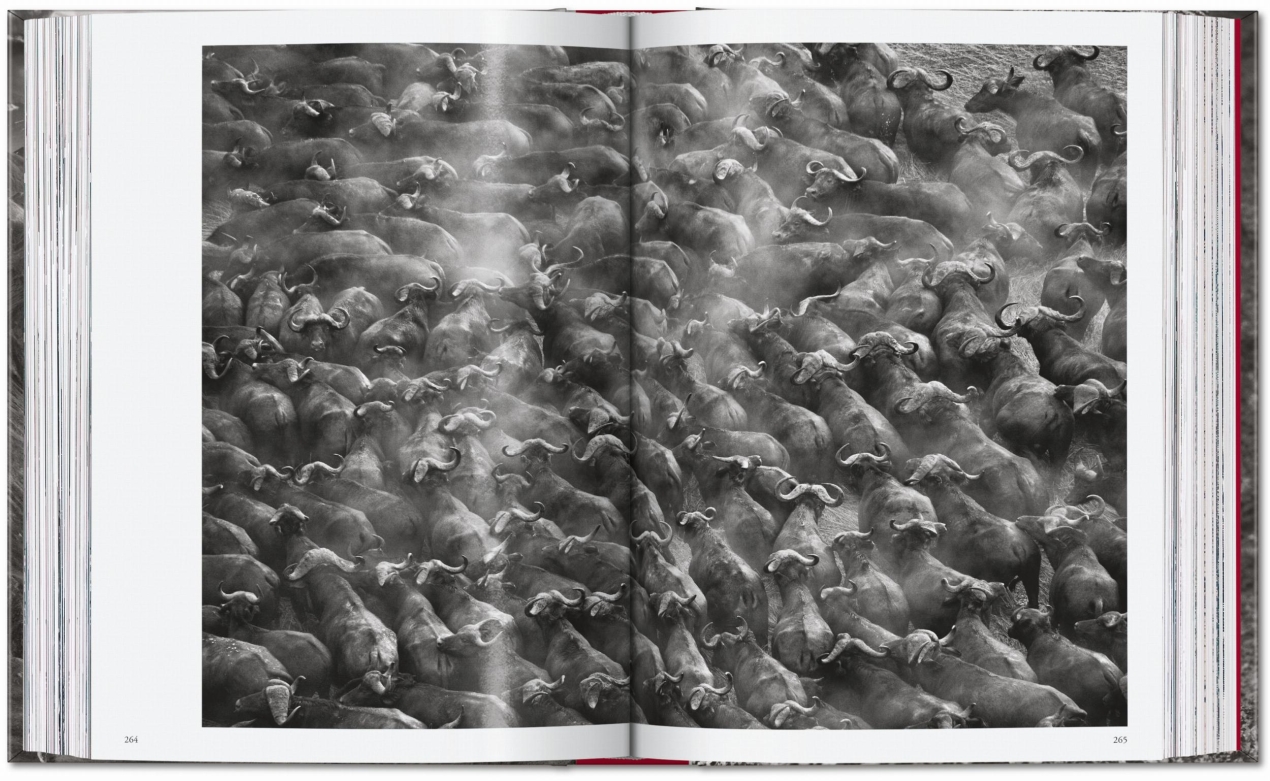 Sebastião Salgado. Genesi. 45th Ed. - Immagine 14 di 18