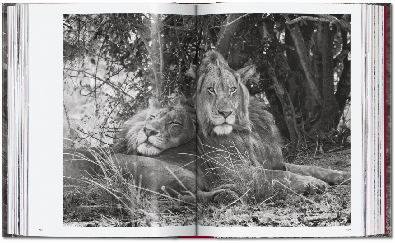 Sebastião Salgado. Genesi. 45th Ed. - Immagine 15 di 18