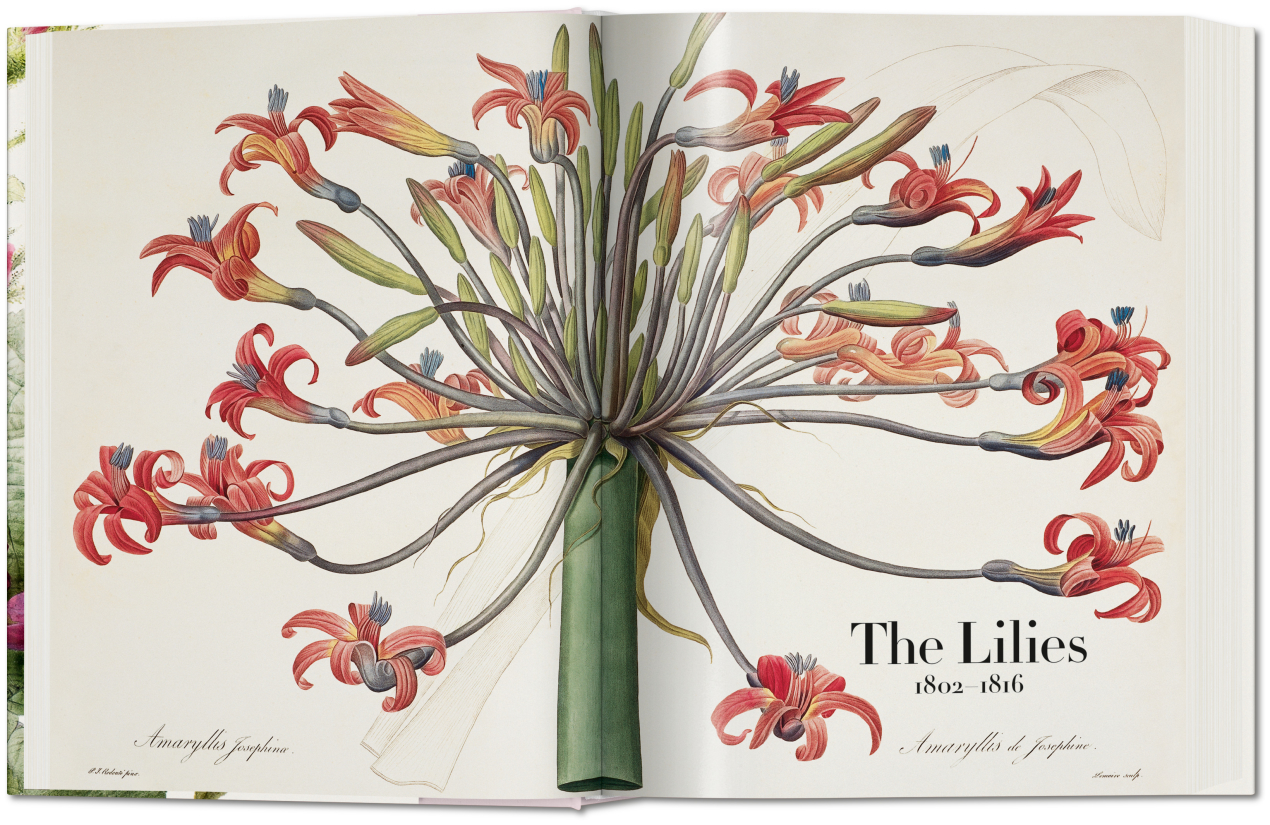 Redouté. The Book of Flowers - Image 2 of 8
