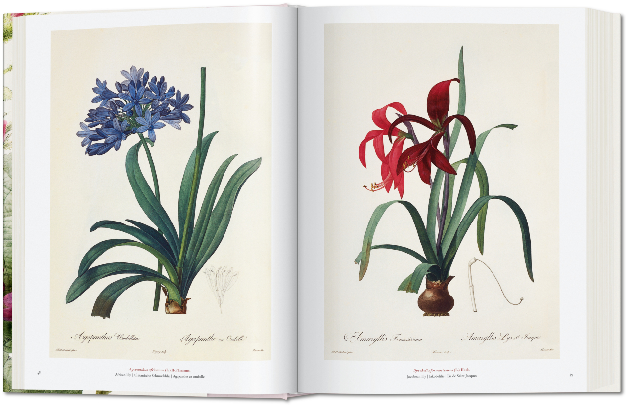 Redouté. The Book of Flowers - Image 3 of 8