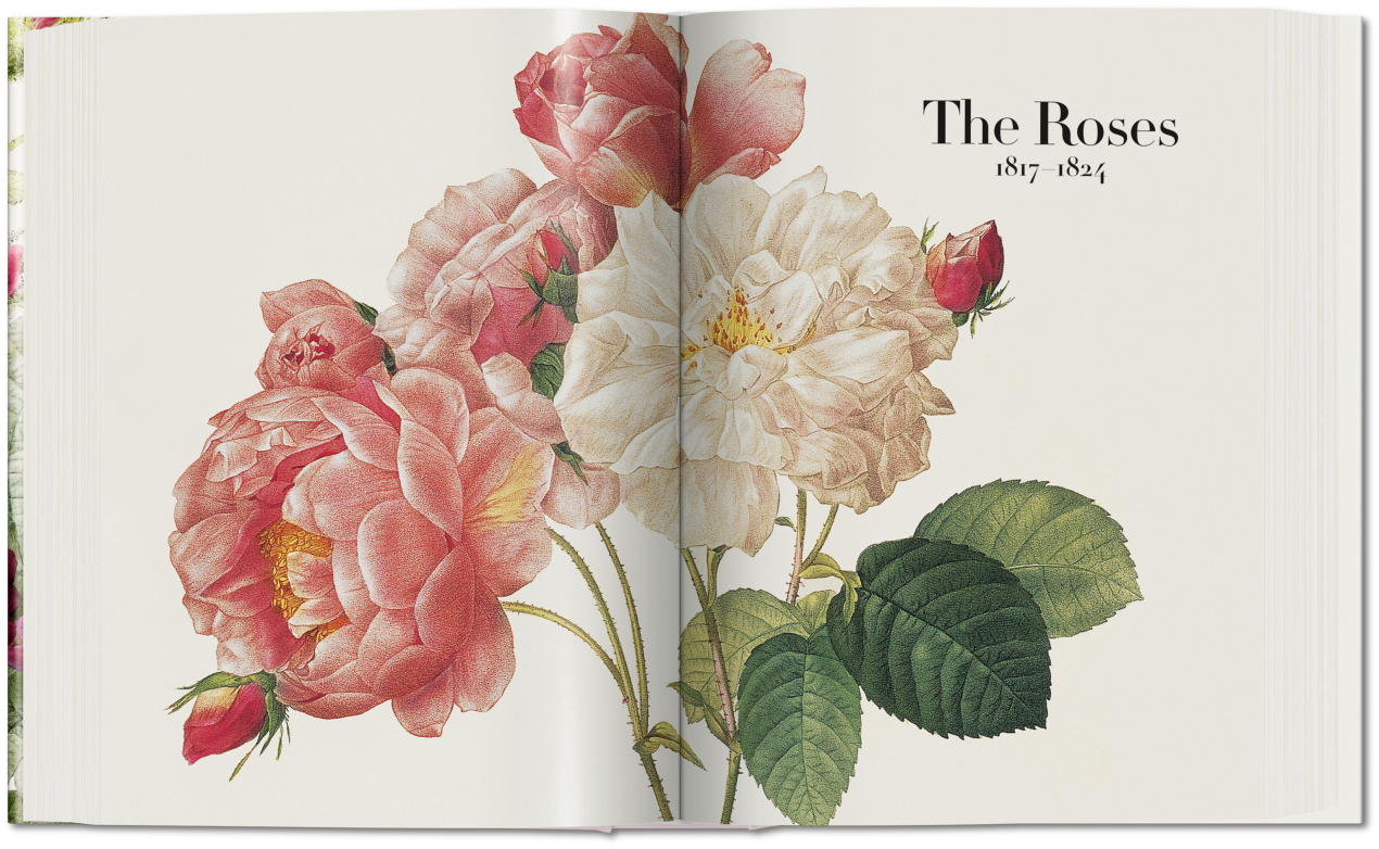 Redouté. The Book of Flowers - Image 5 of 8