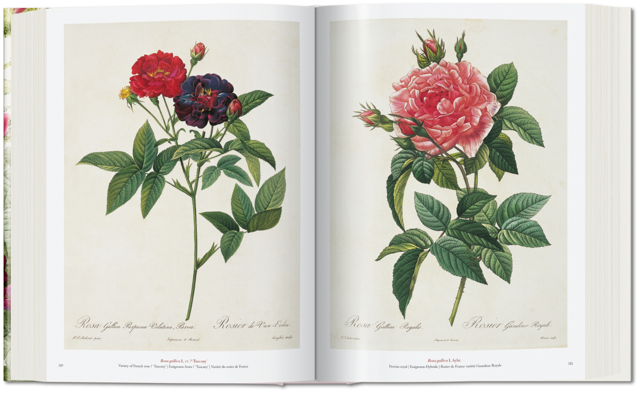 Redouté. The Book of Flowers - Image 6 of 8